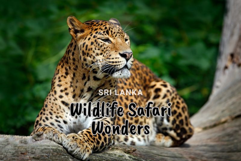 Wildlife Safari Wonders: Embark on Sri Lanka’s Thrilling Adventure Sanctuary