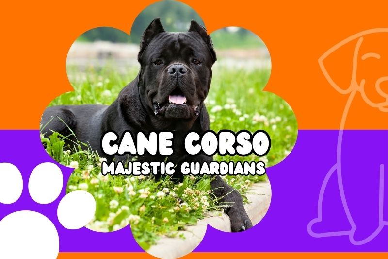 Majestic Guardians: The Comprehensive Cane Corso Guide to Raising a Regal Cane Corso