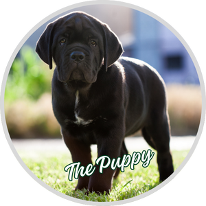 CaneCorsoPuppy