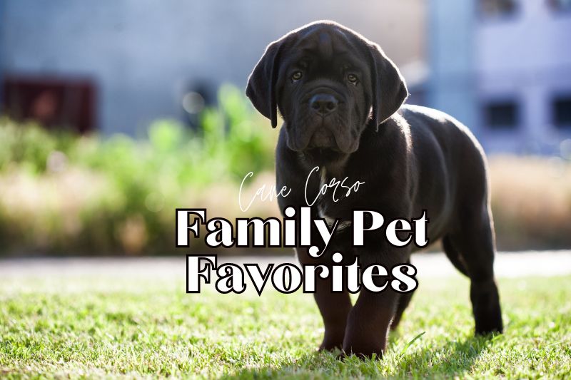 Family Pet Favorites: Cane Corso as the Heartwarming Guardians of Home