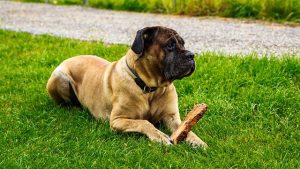 cane corso brown