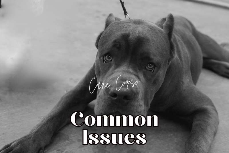 Cane Corso Common issues