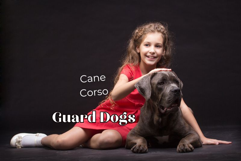 The Ultimate Guide to Cane Corso Guard Dogs: The Best Protective Dog Breed